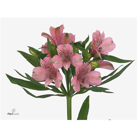 Alstromerija Elegance c54