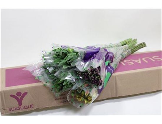 Alstromerija Fancy Assorted c57