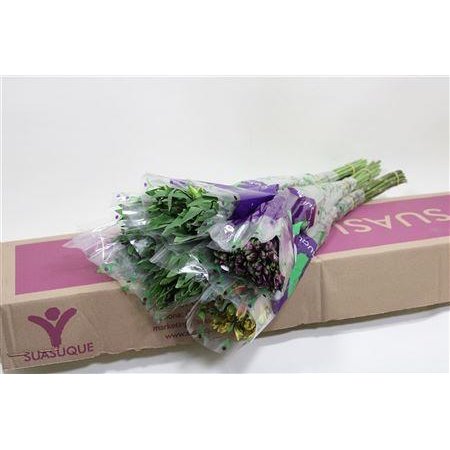 Alstromerija Fancy Assorted c57