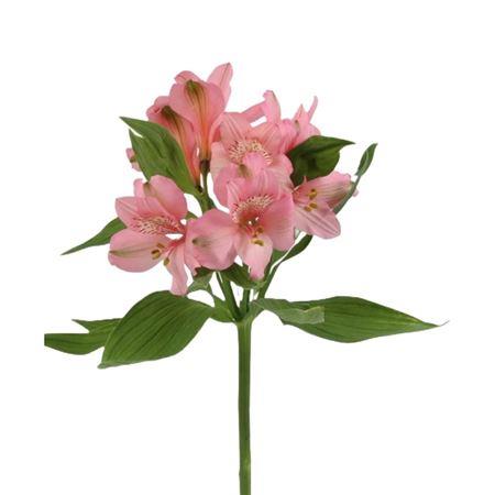 Alstromerija Fancy Assorted c58