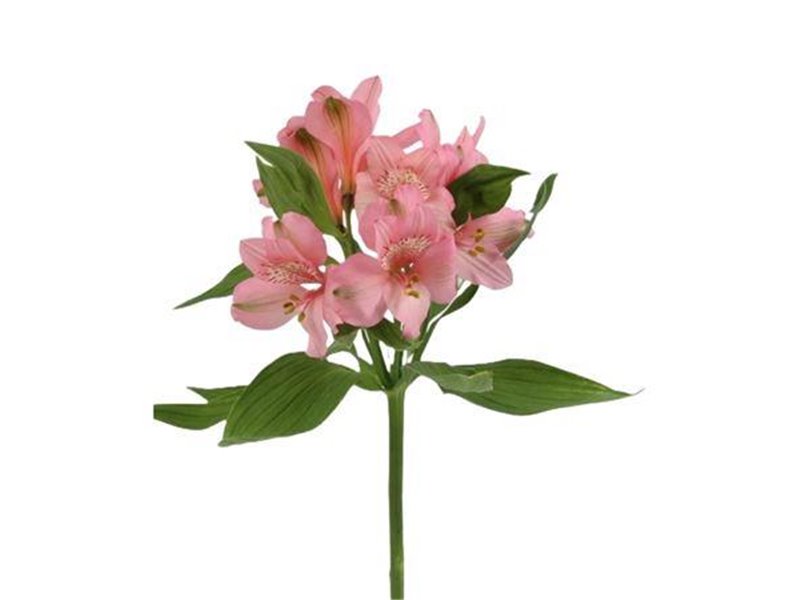 Alstromerija Fancy Primadonna c59