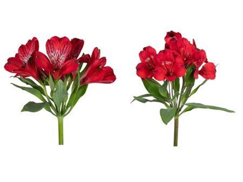 Alstromerija Fancy Red c60