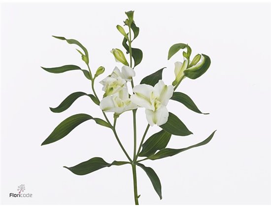 Alstromerija Fl Charme Blanca c61