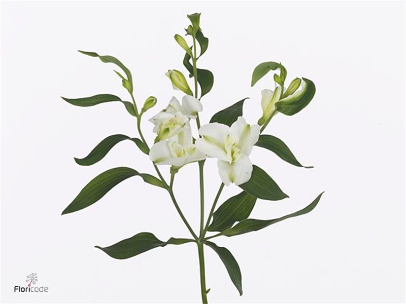 Alstromerija Fl Charme Blanca c61