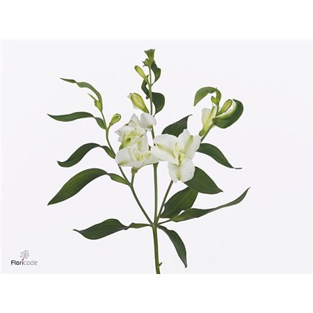 Alstromerija Fl Charme Blanca c61
