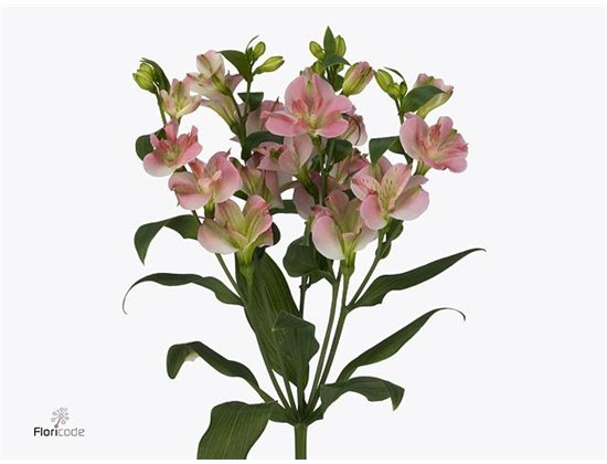 Alstromerija Fl Charmelia c63