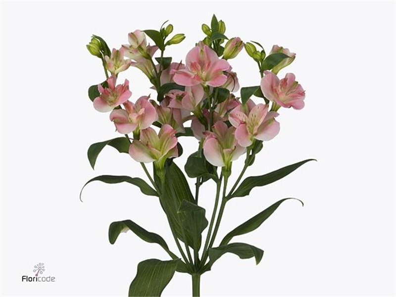 Alstromerija Fl Charmelia c63
