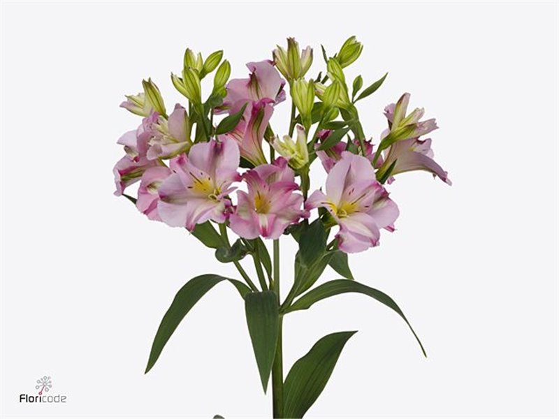 Alstromerija Fl Joy Ride c65