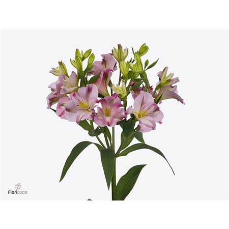 Alstromerija Fl Joy Ride c65