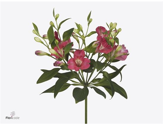 Alstromerija Fl Noa c67