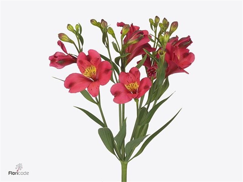 Alstromerija Fl Sangria c68