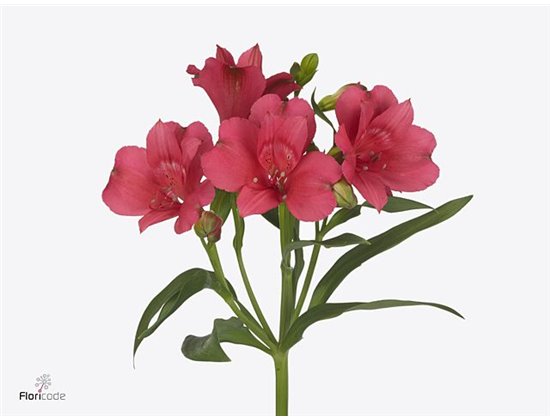 Alstromerija Heartbreaker c70