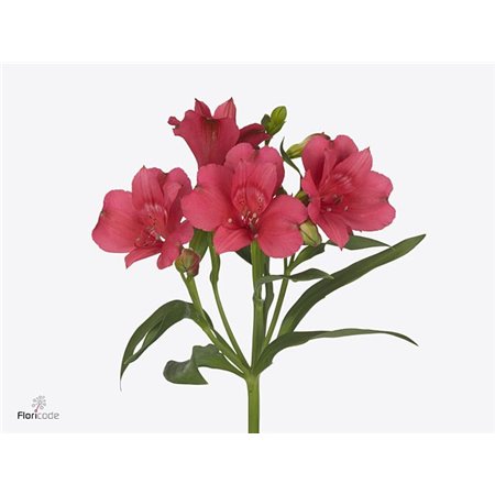 Alstromerija Heartbreaker c70