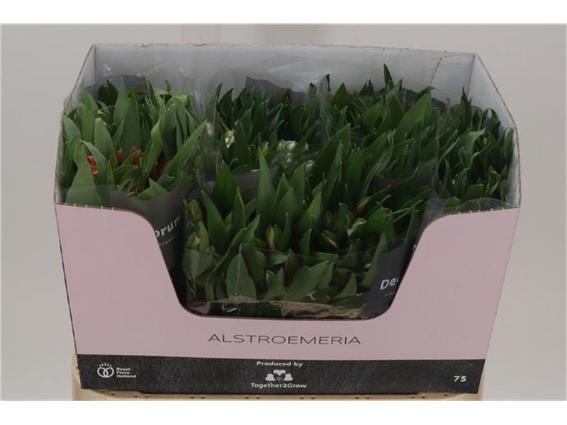 Alstromerija Mixed in bucket Import Ethiopie c74