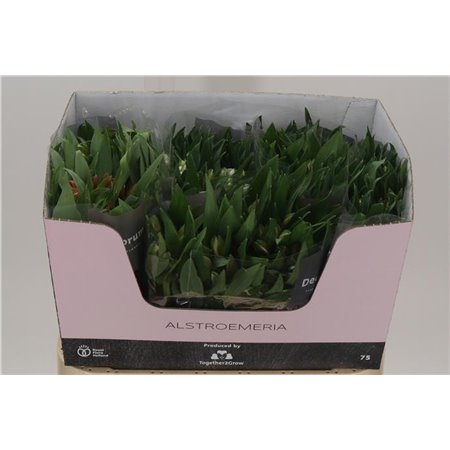 Alstromerija Mixed in bucket Import Ethiopie c74