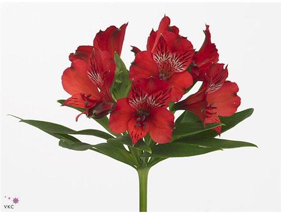 Alstromerija Nadya c76