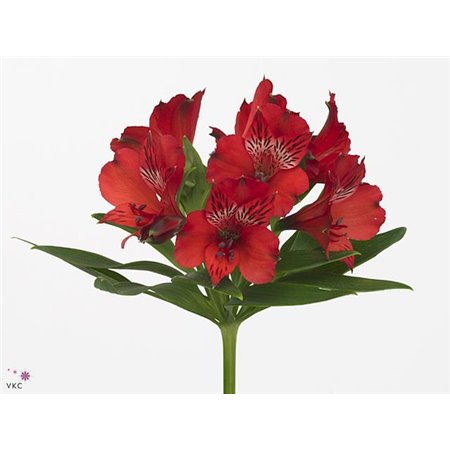 Alstromerija Nadya c76