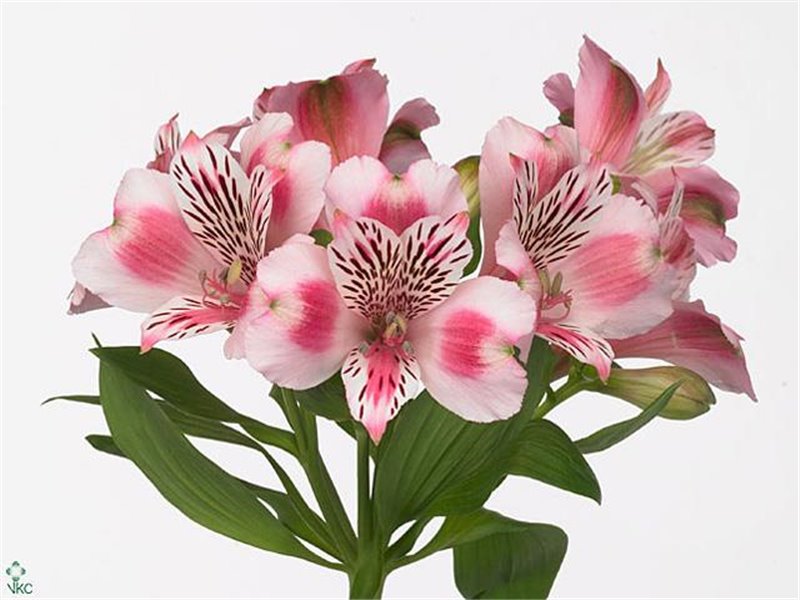 Alstromerija Panorama c77