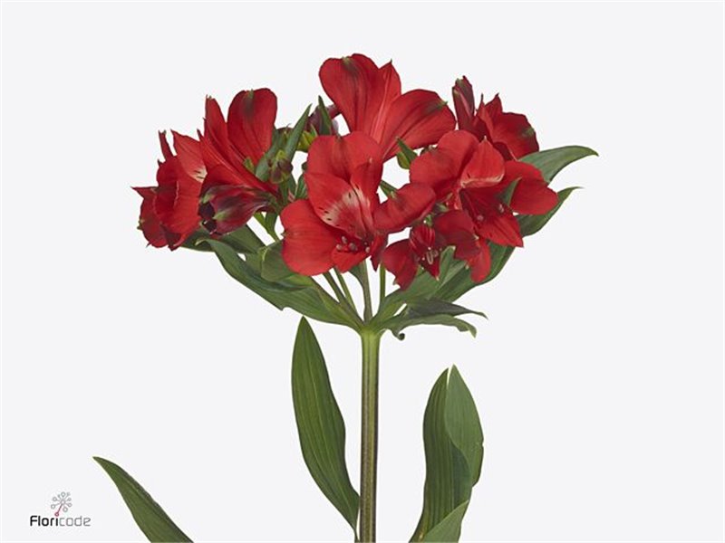 Alstromerija Rockstar c79