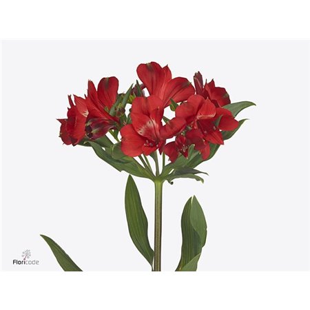 Alstromerija Rockstar c80