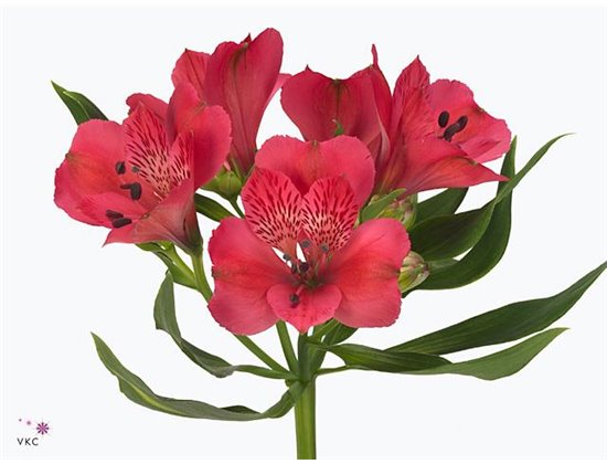 Alstromerija Rome c82