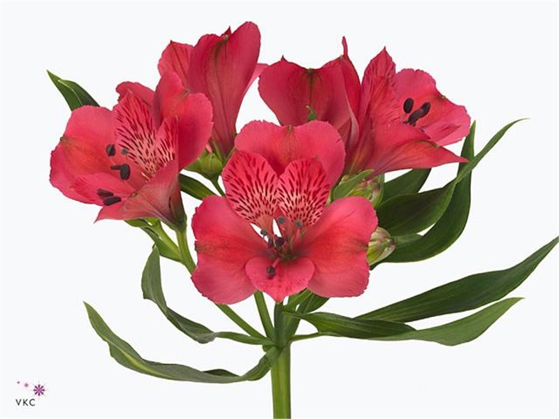 Alstromerija Rome c82