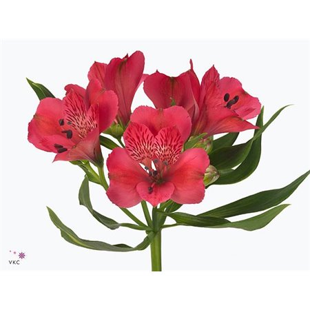 Alstromerija Rome c82