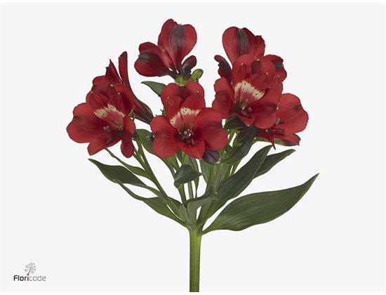 Alstromerija Rumba c83