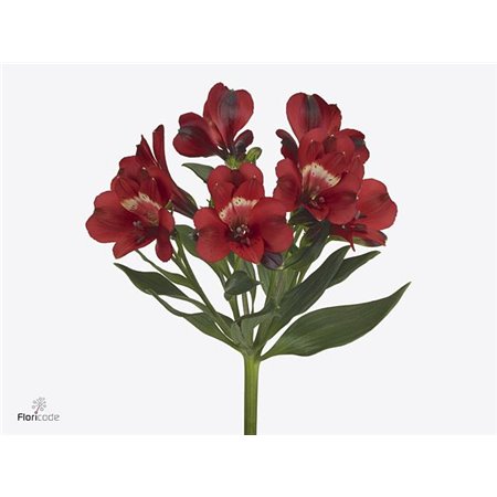 Alstromerija Rumba c84