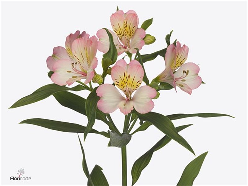 Alstromerija Tania c87