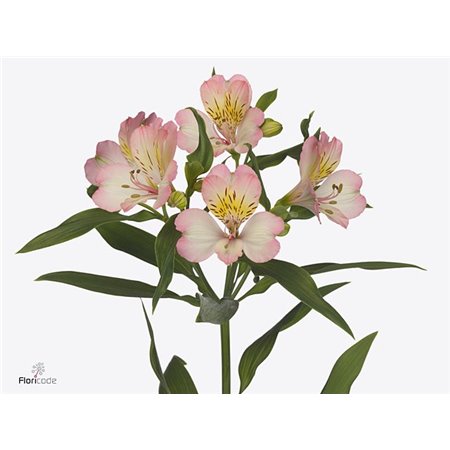 Alstromerija True Dream c88