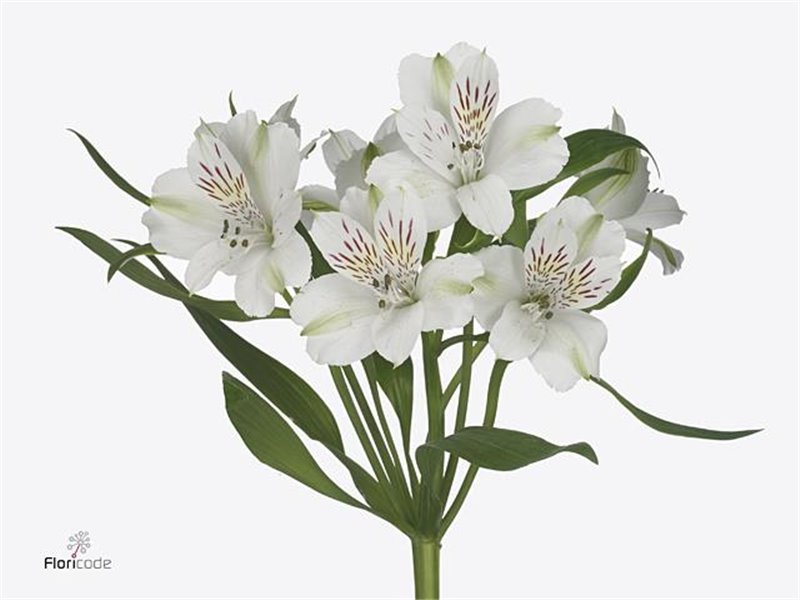 Alstromerija Virginia c89