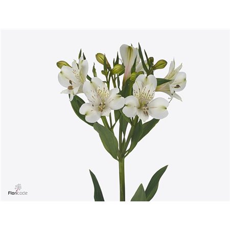 Alstromerija White Swan c91