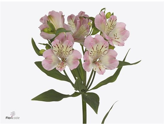 Alstromerija Wonder Sweet c93