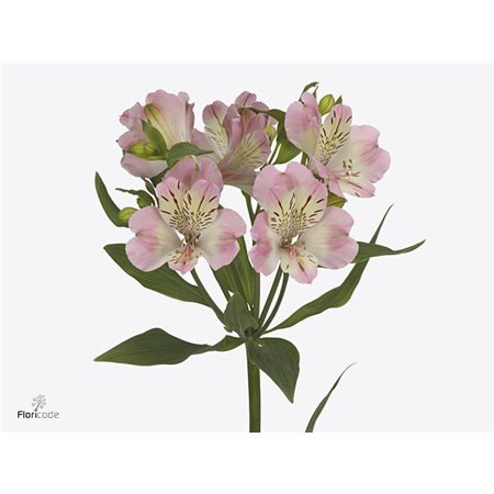 Alstromerija Wonder Sweet c93