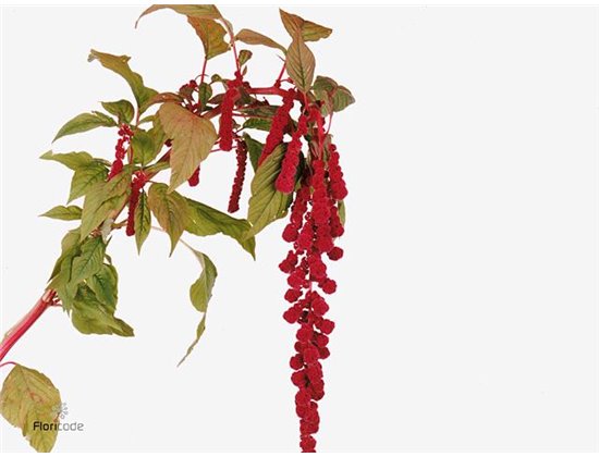 Alstromerija Wonder Sweet c94