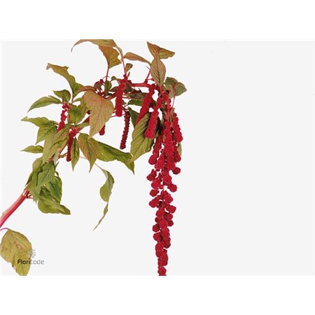 Alstromerija Wonder Sweet c94