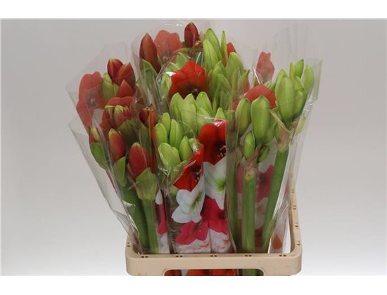 Amarilis Zz Mixed X3 c96