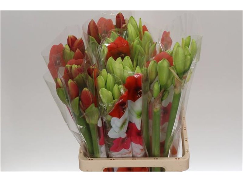 Amarilis Zz Mixed X3 c96