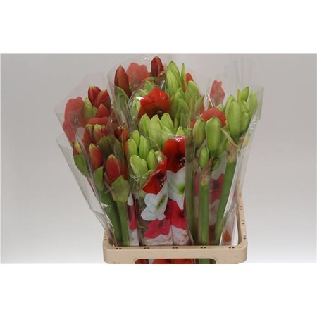 Amarilis Zz Mixed X3 c96