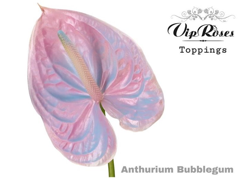 Anthurium A Bubblegum c138