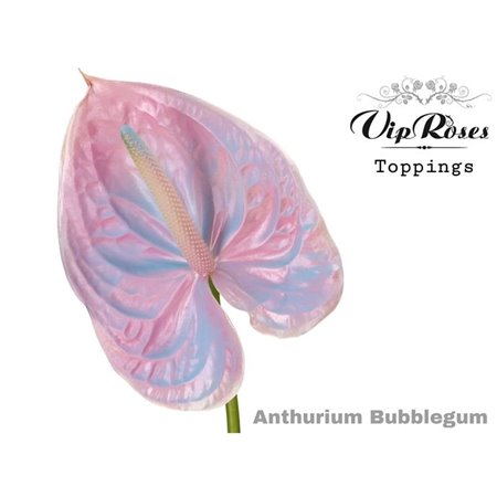 Anthurium A Bubblegum c138