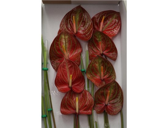 Anthurium A Caribean c139