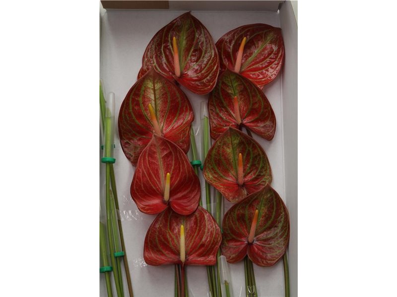 Anthurium A Caribean c139