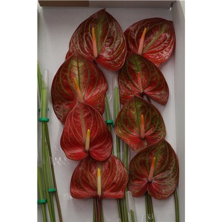 Anthurium A Caribean c139