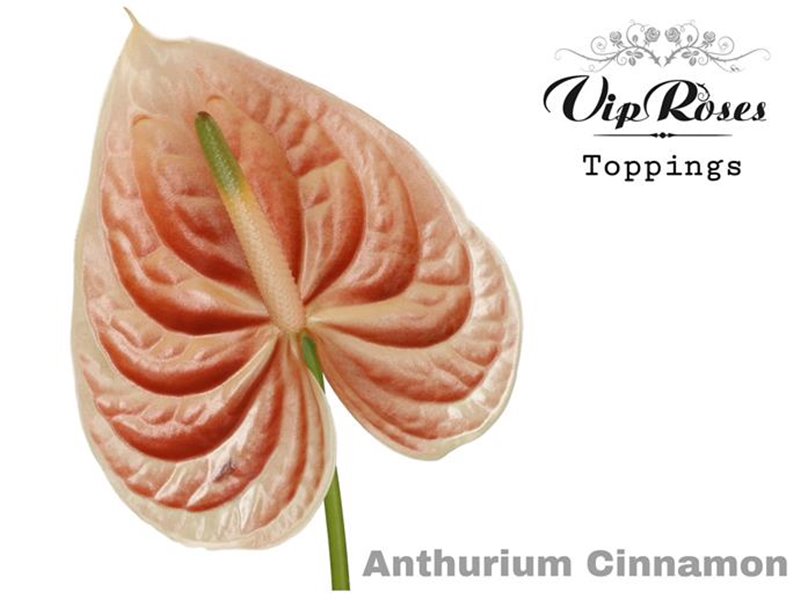 Anthurium A Caribean c140