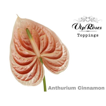 Anthurium A Cinnamon c141