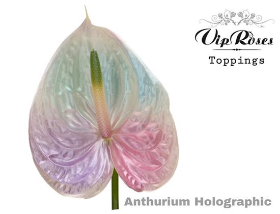 Anthurium A Holographic c142