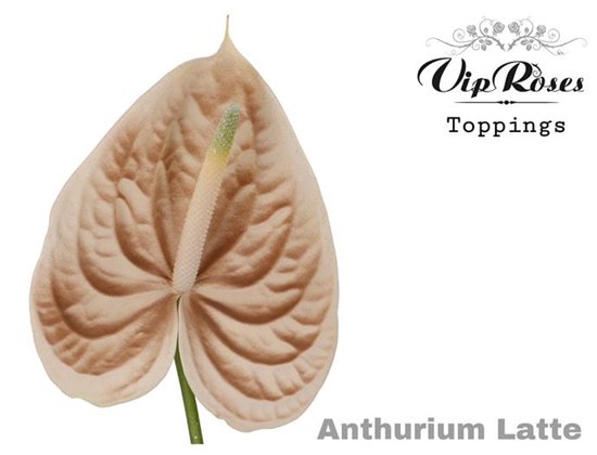 Anthurium A Holographic c143