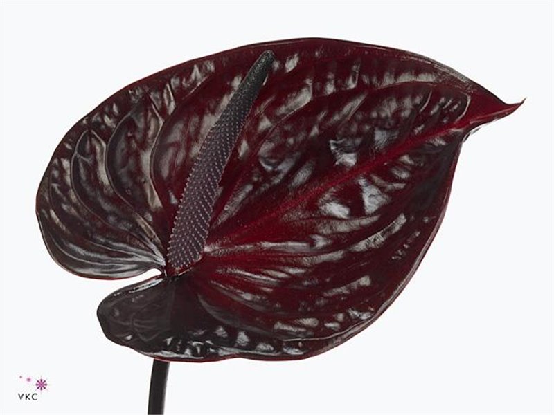 Anthurium A Nero c147